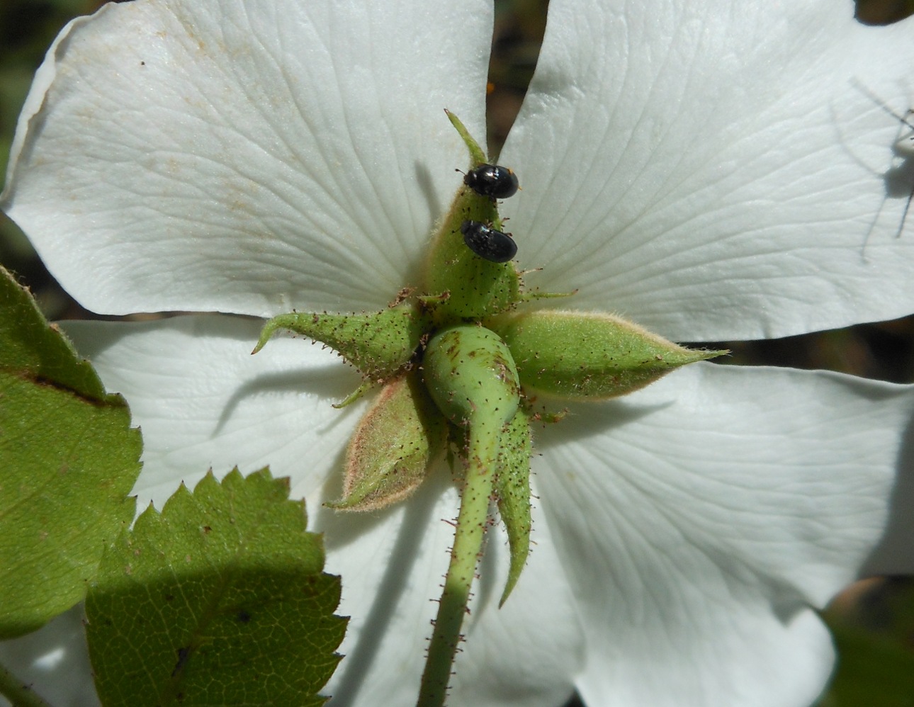 Rosa arvensis Huds. / Rosa cavallina